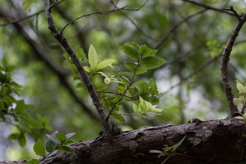 Quercus tarokoensis (Quercus tarokoensis)