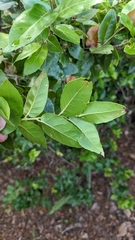 Quercus tarokoensis (Quercus tarokoensis)