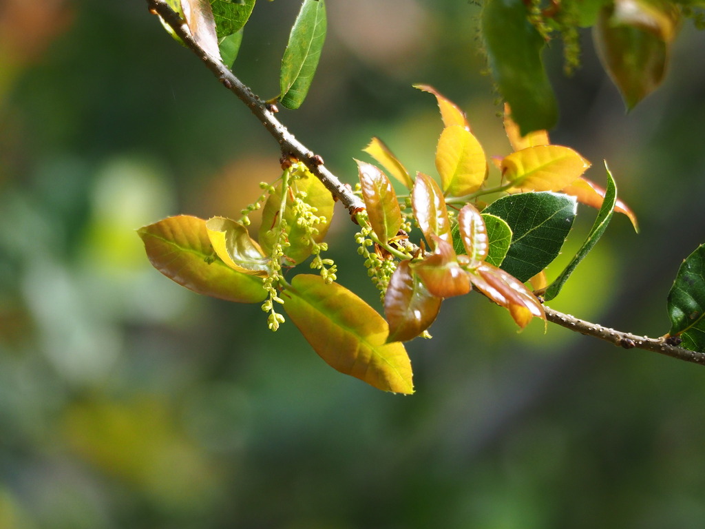 Quercus tarokoensis (Quercus tarokoensis)
