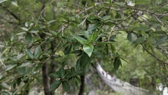 Quercus tarokoensis (Quercus tarokoensis)