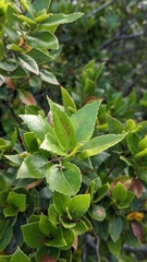 Quercus tarokoensis (Quercus tarokoensis)