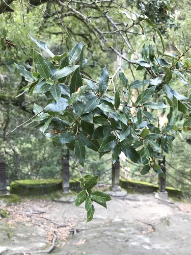 Quercus tarokoensis (Quercus tarokoensis)