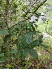 Quercus tarokoensis (Quercus tarokoensis)