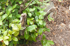 Quercus tarokoensis (Quercus tarokoensis)