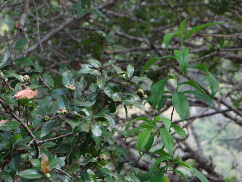 Quercus tarokoensis (Quercus tarokoensis)