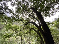 Quercus tarokoensis (Quercus tarokoensis)