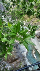 Quercus tarokoensis (Quercus tarokoensis)