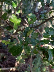 Quercus tarokoensis (Quercus tarokoensis)