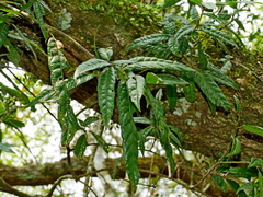 Quercus tatakaensis (Quercus tatakaensis)