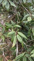 Quercus tatakaensis (Quercus tatakaensis)