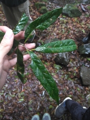 Quercus tatakaensis (Quercus tatakaensis)