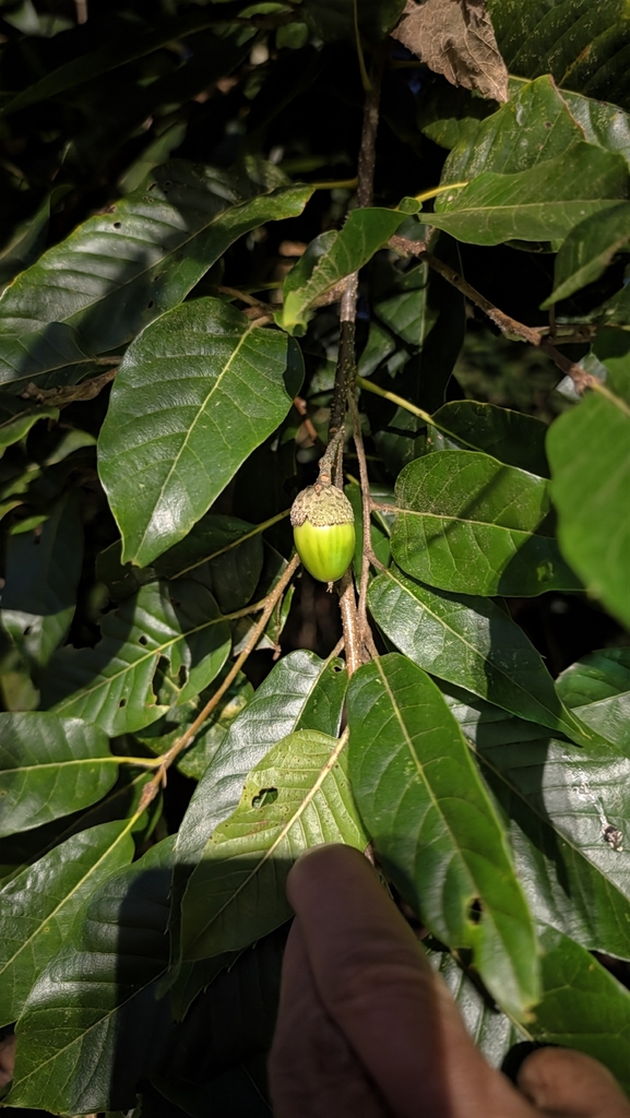 Quercus tatakaensis (Quercus tatakaensis)