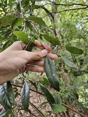 Quercus tatakaensis (Quercus tatakaensis)