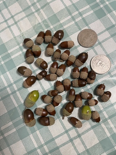 Quercus tatakaensis (Quercus tatakaensis)