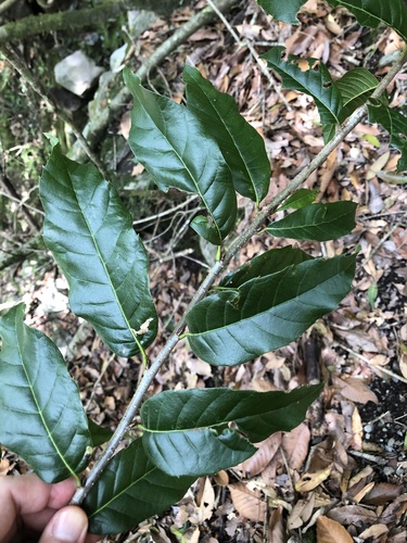 Quercus tatakaensis (Quercus tatakaensis)