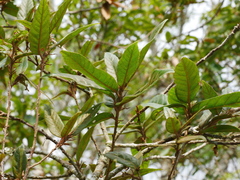Quercus tatakaensis (Quercus tatakaensis)