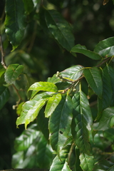 Quercus tatakaensis (Quercus tatakaensis)