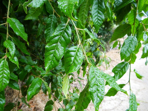 Quercus tatakaensis (Quercus tatakaensis)