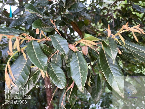 Quercus tatakaensis (Quercus tatakaensis)
