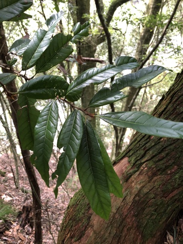Quercus tatakaensis (Quercus tatakaensis)