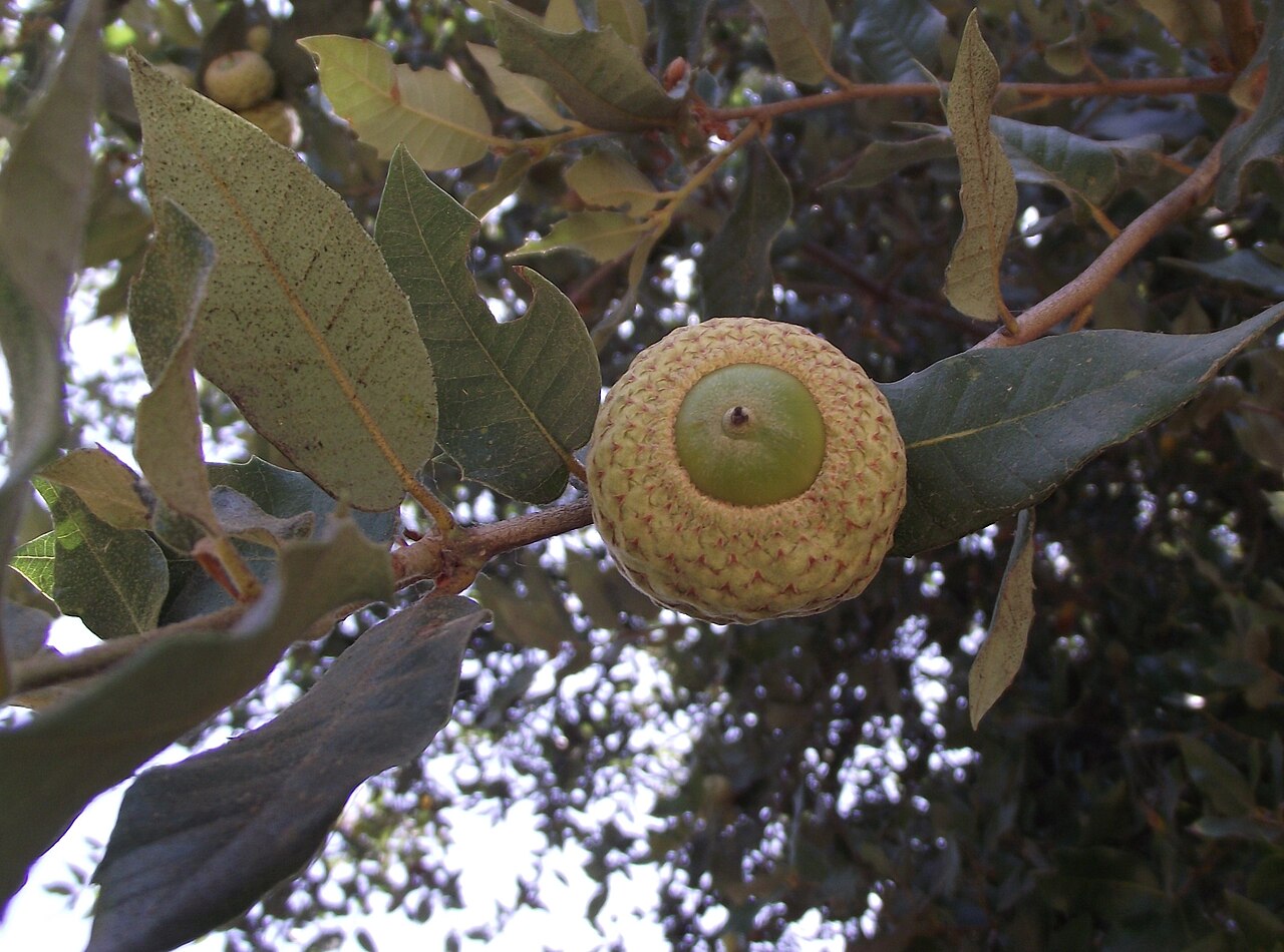 Island live oak: Quercus tomentella — Island oak , acorn and leaves close up. In the native plant gardens at the San Diego Zoo Safari Park , Escondido, California. Native and en