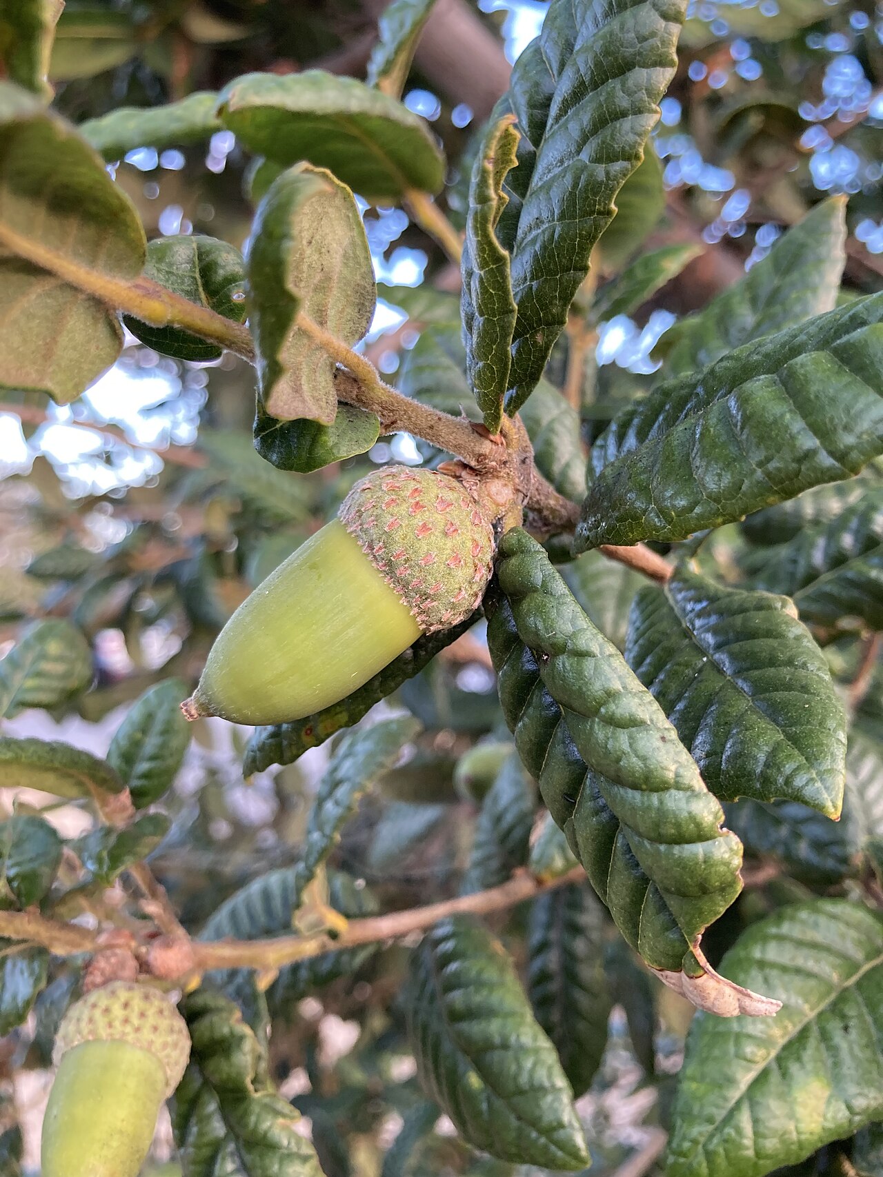 Island live oak: Developing Quercus tomentella acorns on Emeryville Marina Park in California.