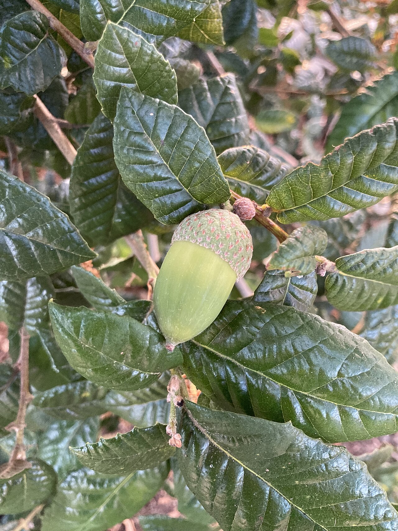 Island live oak: Developing Quercus tomentella acorn on Emeryville Marina Park in California.