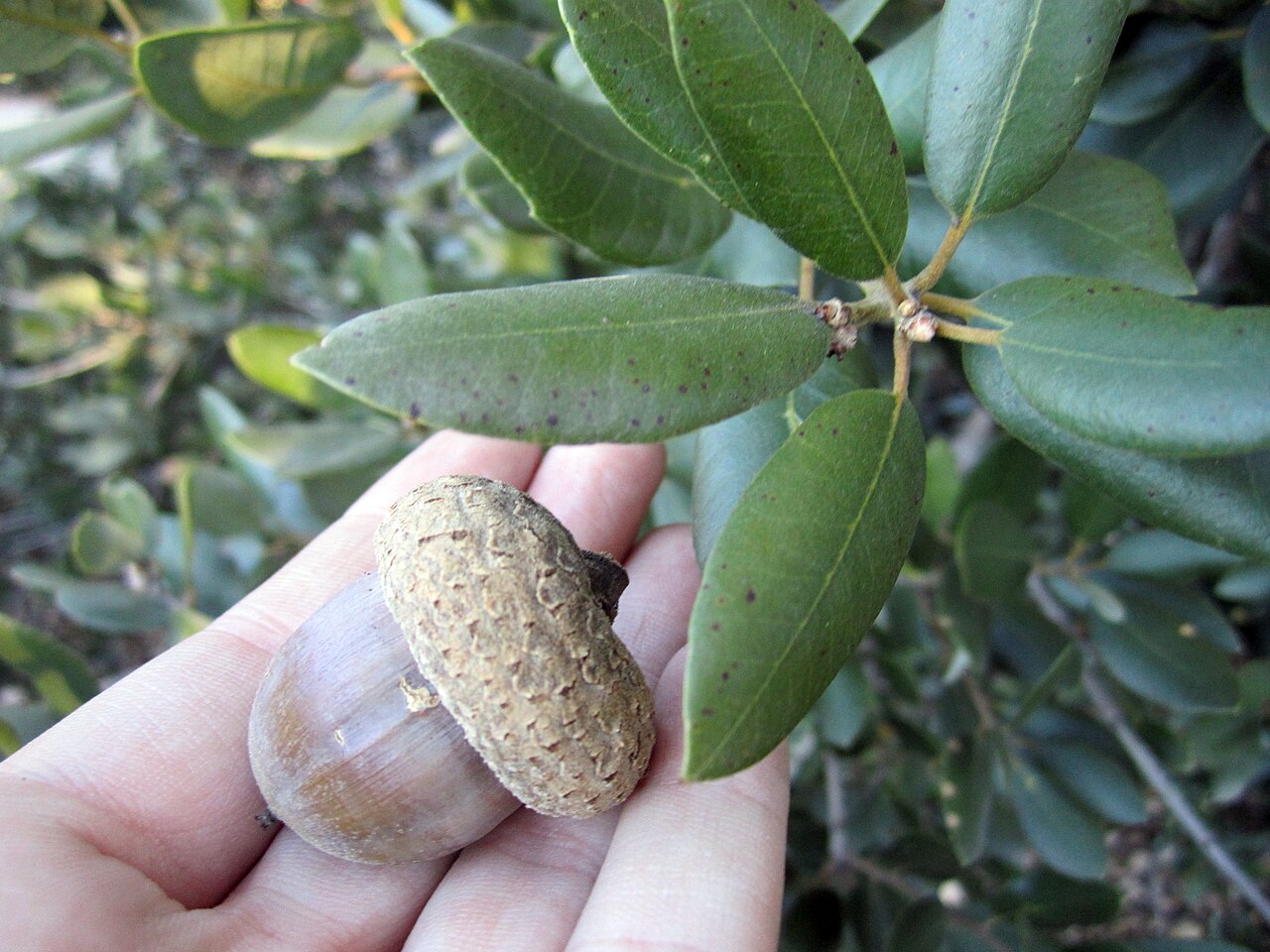 Island live oak: Quercus tomentella — Island oak . Acorn and foliage close up. Endemic tree of the Channel Islands of California . At the Rancho Santa Ana Botanic Garden , (main