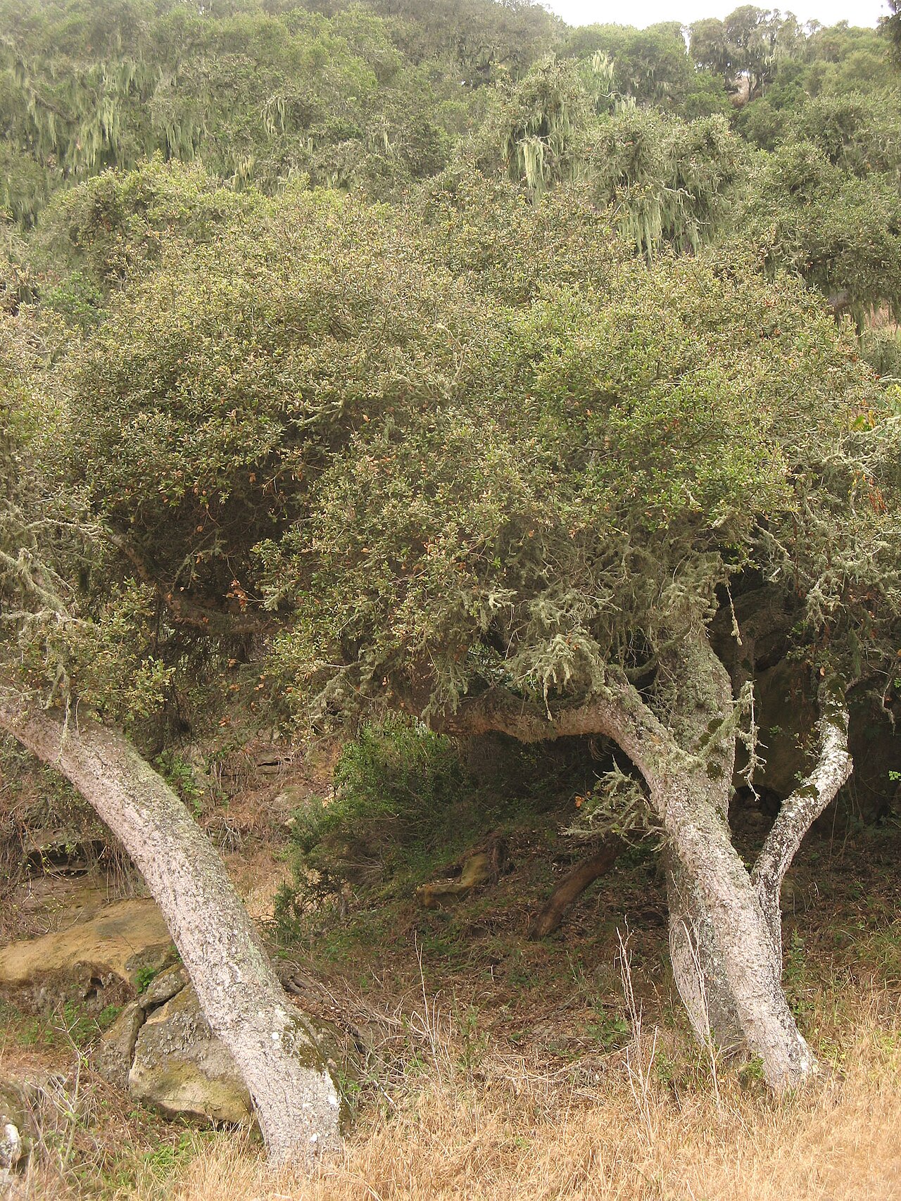 Island live oak: Quercus tomentella — Island Oak , forming a woodland grove. In Lobo Canyon on Santa Rosa Island , of the northern Channel Islands, in Santa Barbara County, Cali