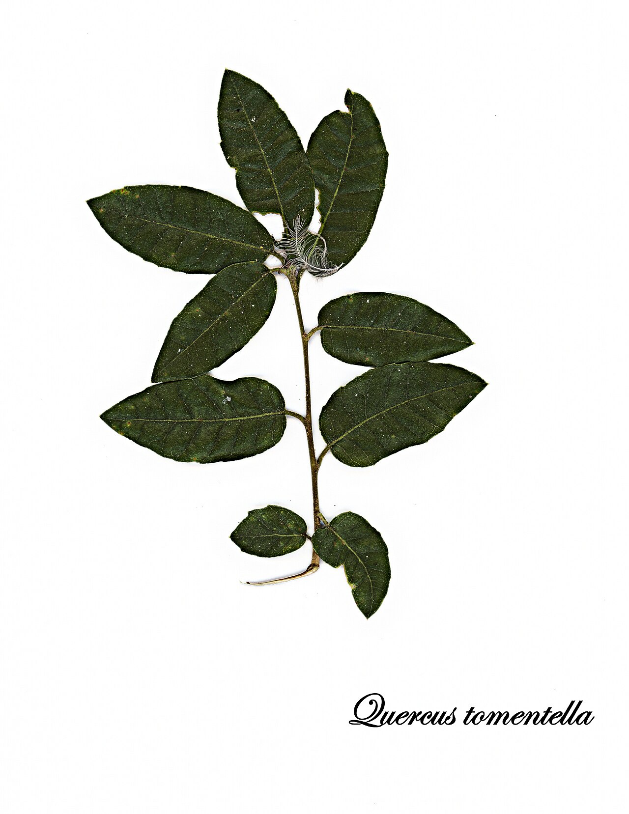 Island live oak: Quercus tomentella—island oak. Grows on the Channel Islands of California and on Guadalupe Island of Baja California. The species is still threatened on Guadalu