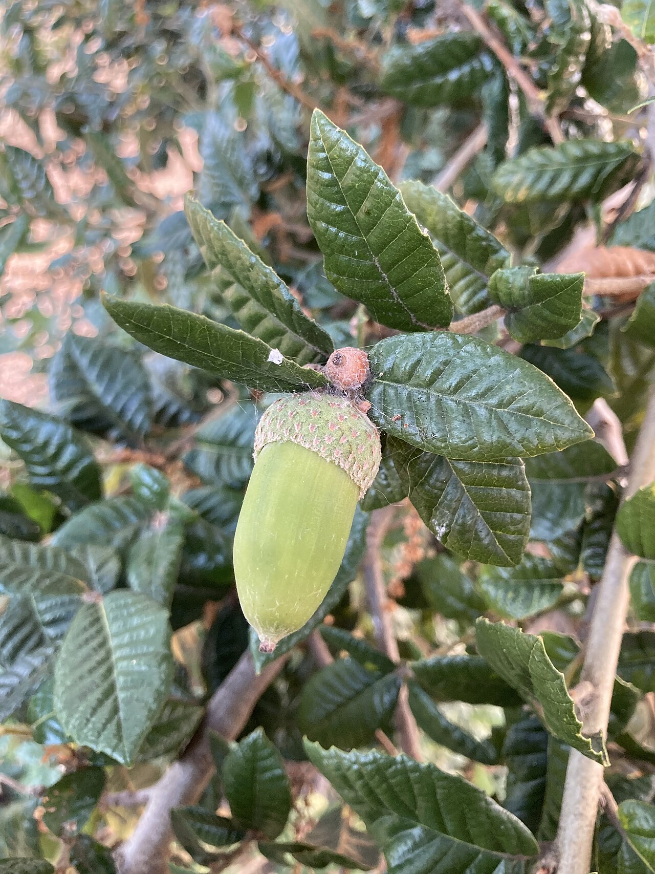 Island live oak: Developing Quercus tomentella acorn on Emeryville Marina Park in California.
