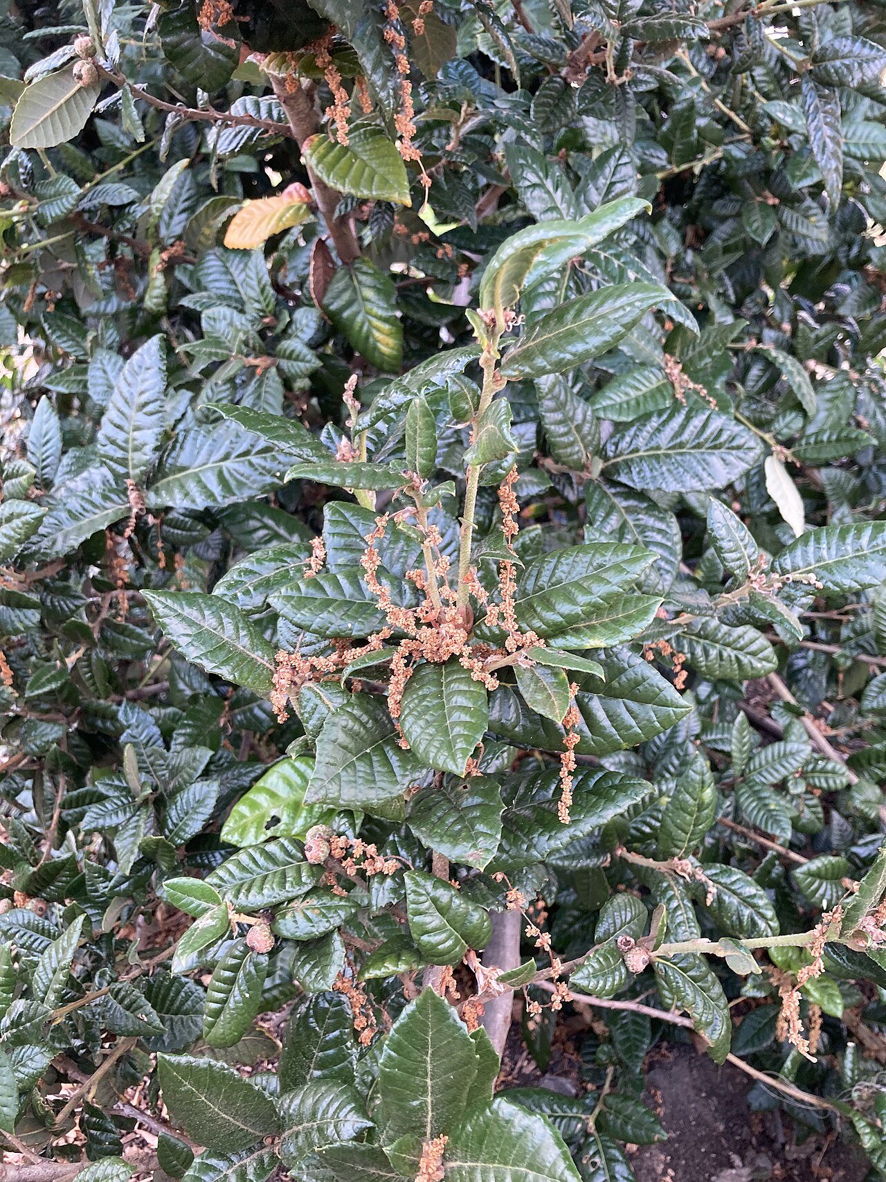 Island live oak: Quercus tomentella catkins and leaves at Emeryville Marina Park.