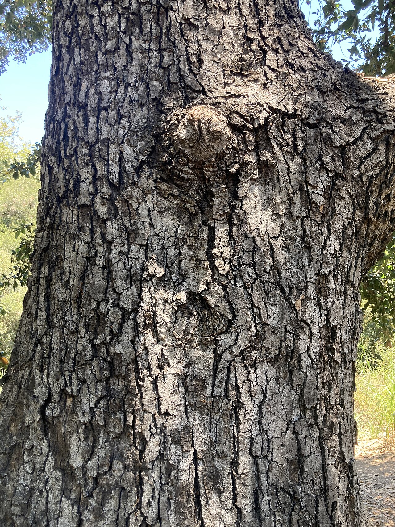 Island live oak: Quercus tomentella bark at Santa Barbara Botanic Garden