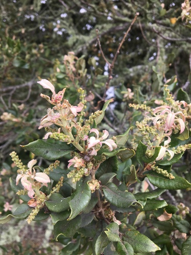 Island live oak (Quercus tomentella)