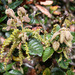 Island live oak (Quercus tomentella)