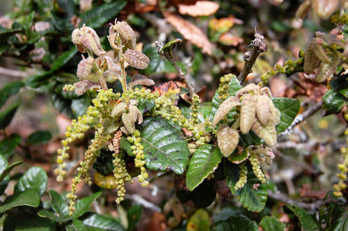 Island live oak (Quercus tomentella)