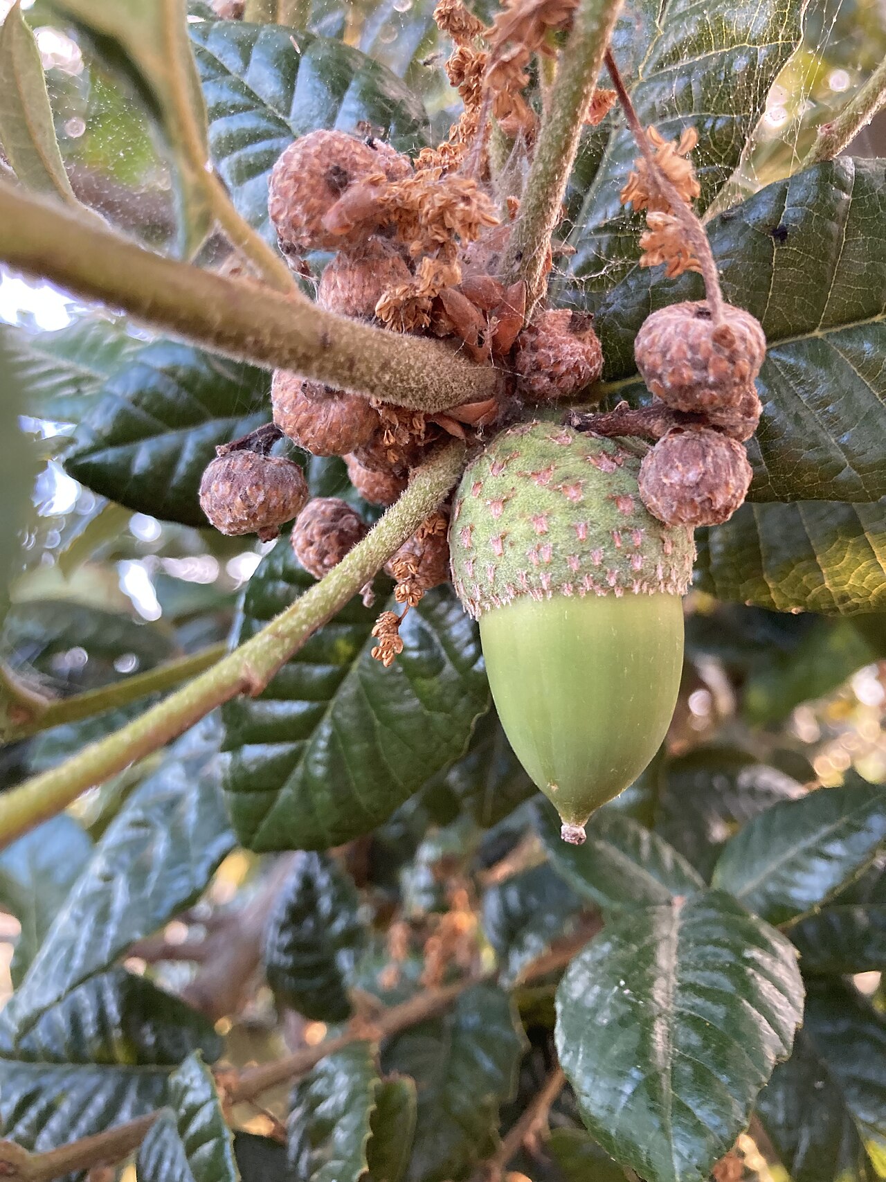 Island live oak: Developing Quercus tomentella acorn, with failed acorns beside it on Emeryville Marina Park in California.