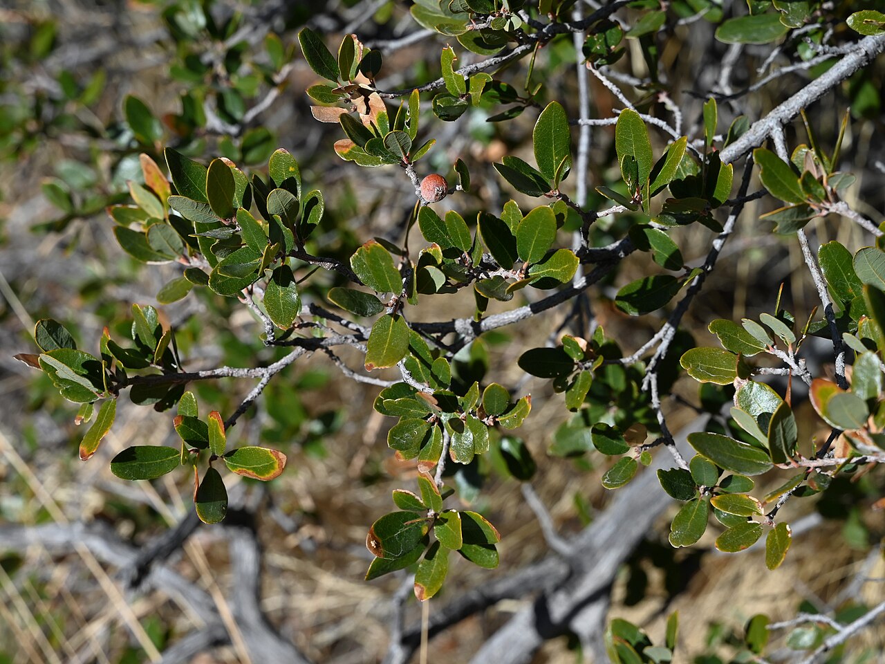 Toumey oak: Quercus toumeyi at Echo Canyon Trail in Chiricahua National Monument, Arizona