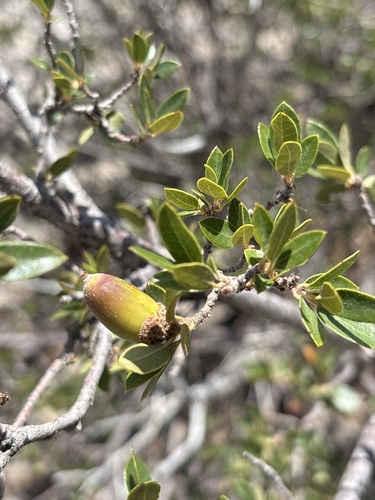 Toumey oak (Quercus toumeyi)