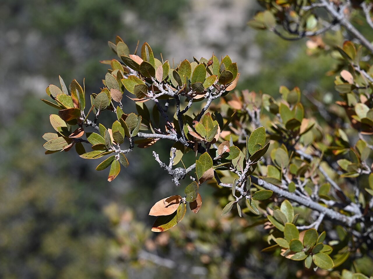Toumey oak: Quercus toumeyi on Massai Point in Chiricahua National Monument, Arizona