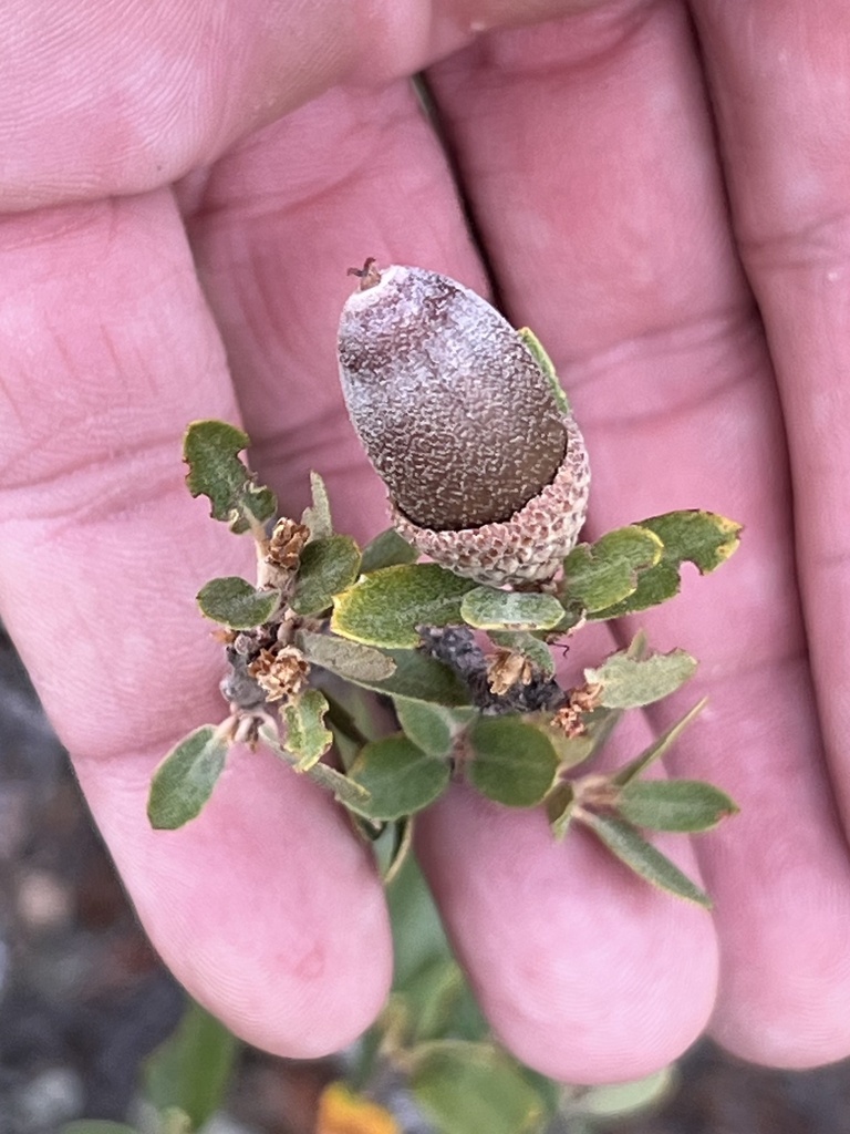 Toumey oak (Quercus toumeyi)