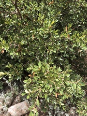 Toumey oak (Quercus toumeyi)