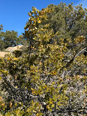 Toumey oak (Quercus toumeyi)