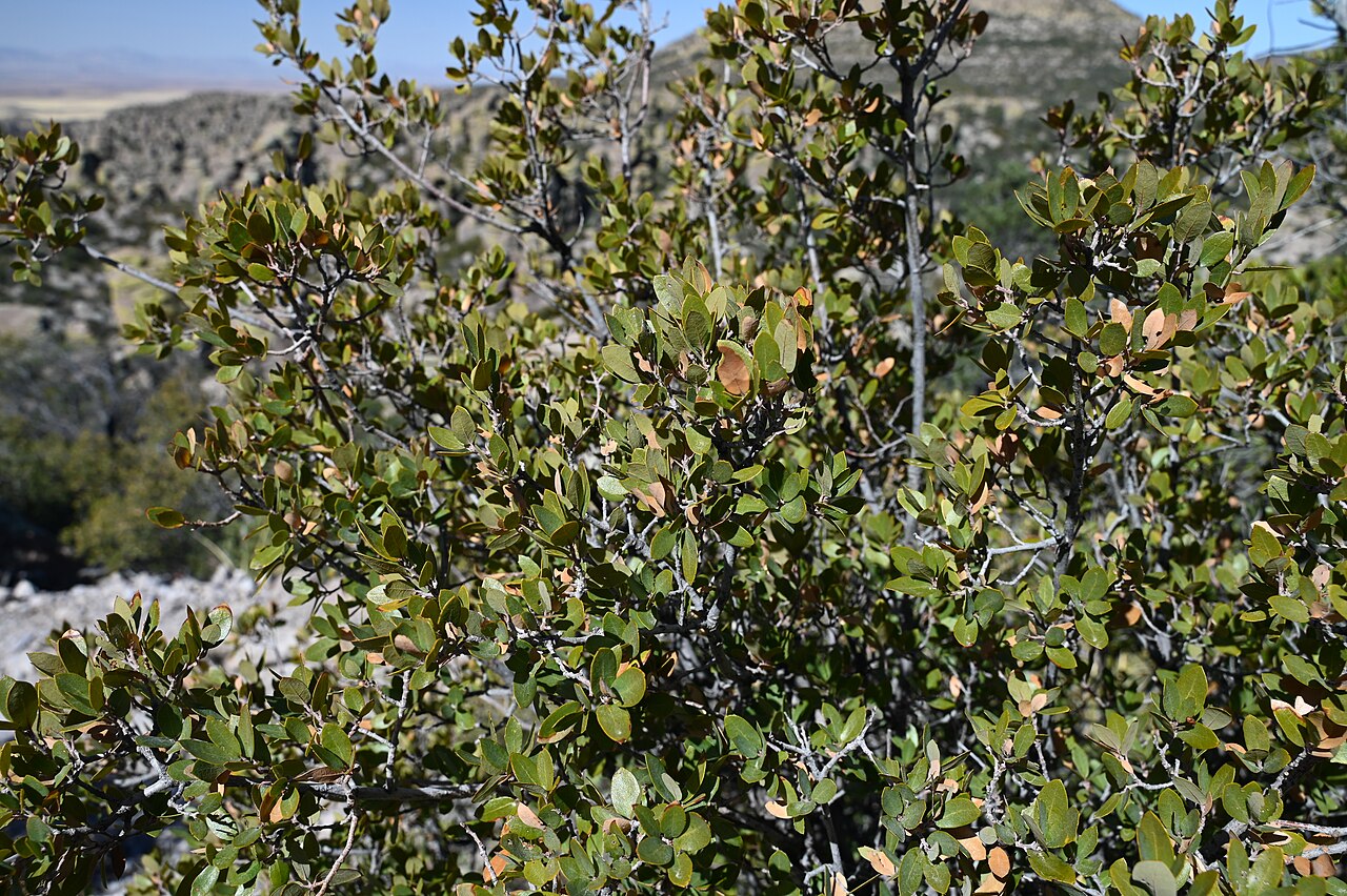 Toumey oak: Quercus toumeyi on Massai Point in Chiricahua National Monument, Arizona