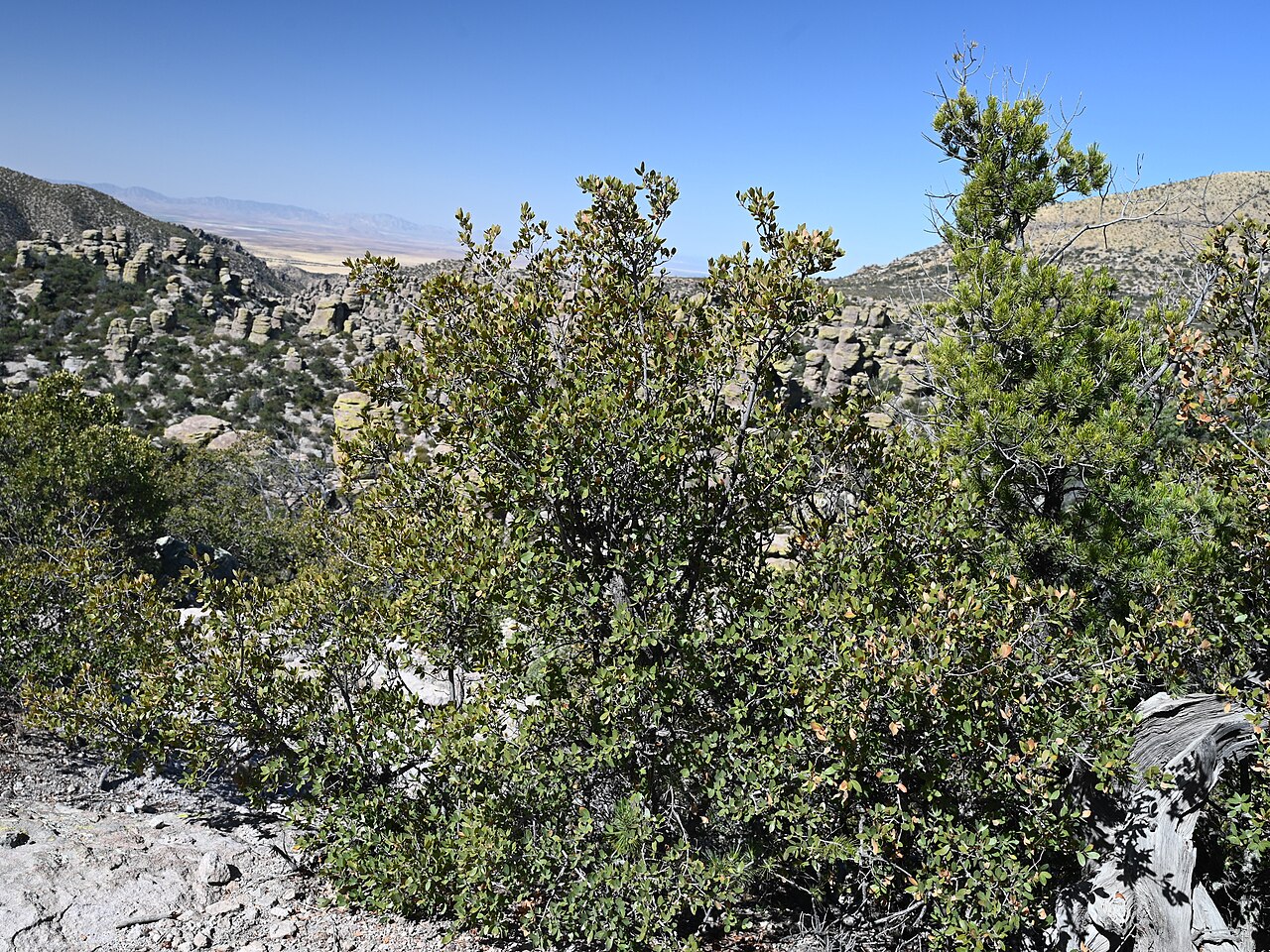 Toumey oak: Quercus toumeyi on Massai Point in Chiricahua National Monument, Arizona