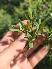 Toumey oak (Quercus toumeyi)