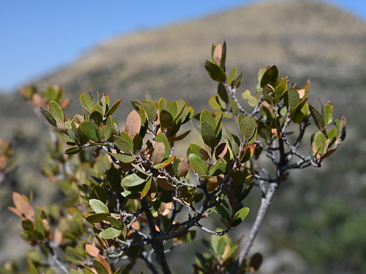 Toumey oak: Quercus toumeyi on Massai Point in Chiricahua National Monument, Arizona
