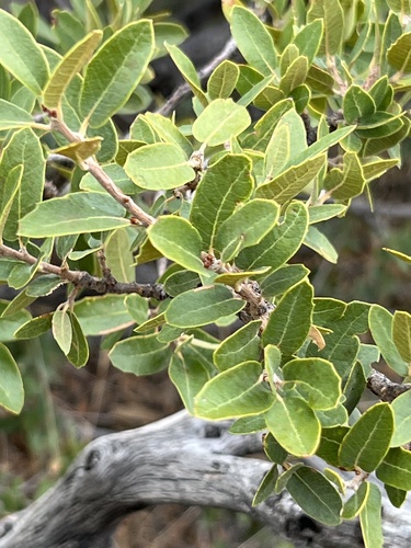 Toumey oak (Quercus toumeyi)
