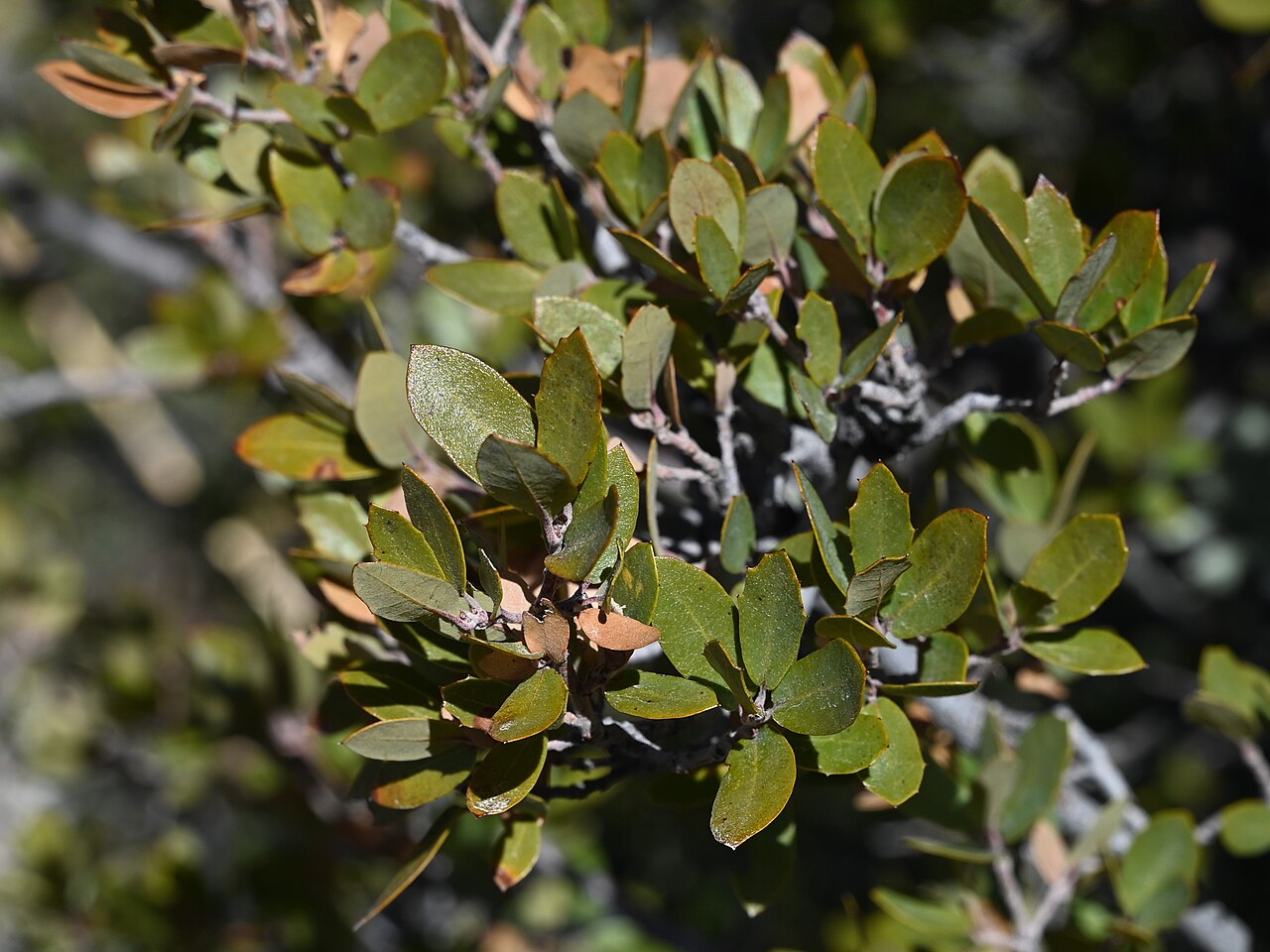 Toumey oak: Quercus toumeyi on Massai Point in Chiricahua National Monument, Arizona