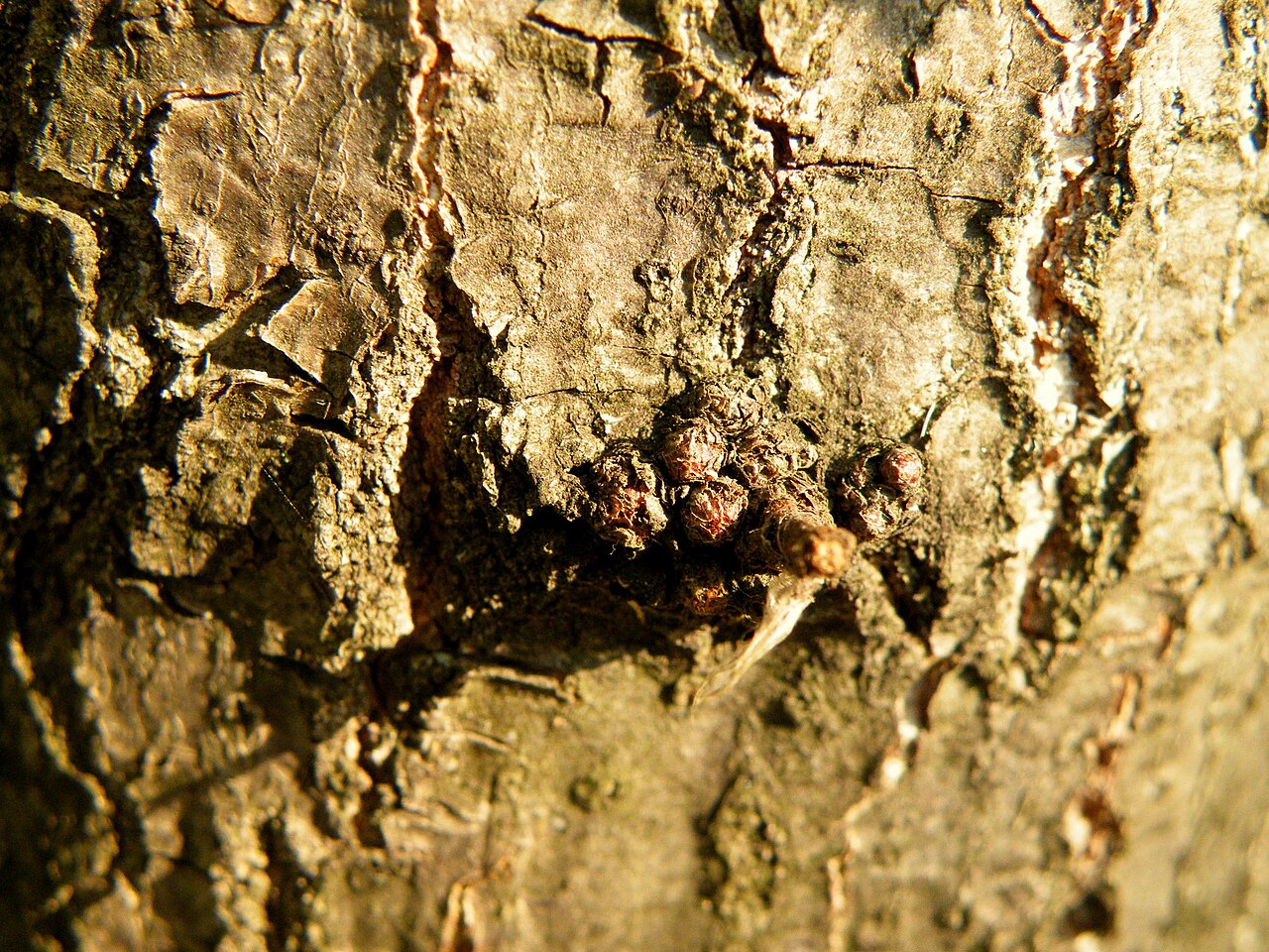Macedonian oak: Macedonian oak (Quercus trojana ) is a small to medium-sized tree reaching 10–25 m tall, late deciduous to semi-evergreen, with grey-green leaves 3–7 cm long an